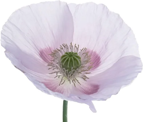 250 semillas de amapola gigante (Papaver Somniferum Giganteum) sin OMG - reliquia