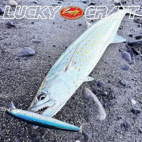 Miniatura 6 de LUCKY CRAFT FlashMinnow 130MRS, Señuelos de Pesca de Surf de Agua Salada, Jerkbait, Fletán, Percha de Surf, Lubina de Mar Blanca, Lubina Rayada, 684