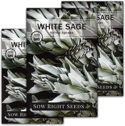 Sow Right Seeds - Semilla de salvia blanca para plantar - Paquete de reliquia sin OMG con instrucciones para plantar y cultivar un jardín de hierbas