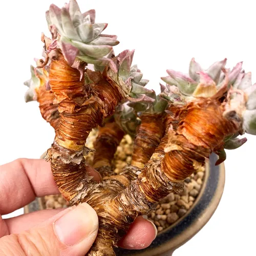 Miniatura 4 de Dudleya Gnoma S.W.McCabe - Plantas suculentas vivas raras, 8-14 cabezas tamaño maceta de 5 a 6 pulgadas, planta viva rosa, excluye tierra de maceta