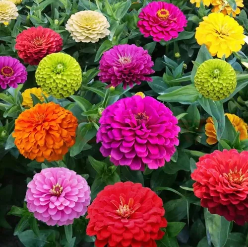 Miniatura 5 de Más de 1200 semillas de zinnia de mezcla loca para plantar, tolerantes al calor y la sequía, semillas de Zinnia Elegans Lilliput, mezcla de flores