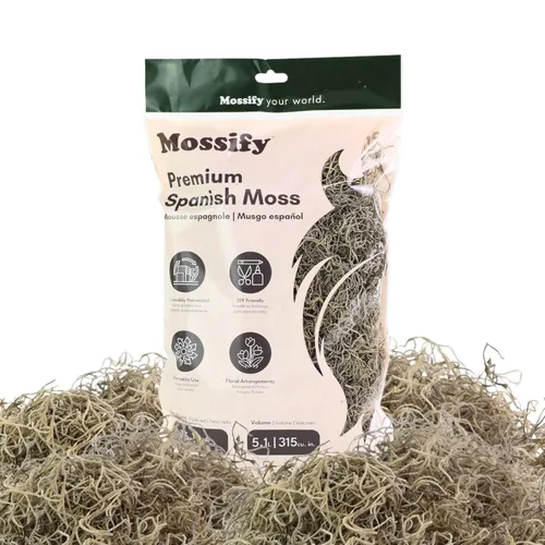 Mossify Premium Musgo Español para Plantas Interior y Exterior 75g, 2.6Oz - Musgo Seco Natural Conservado para Manualidades, Terrarios, Arreglos