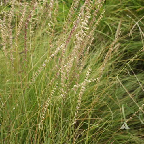 Miniatura 2 de Semillas de hierba de Sideoats para plantar - Bouteloua curtipendula (5,000 semillas)