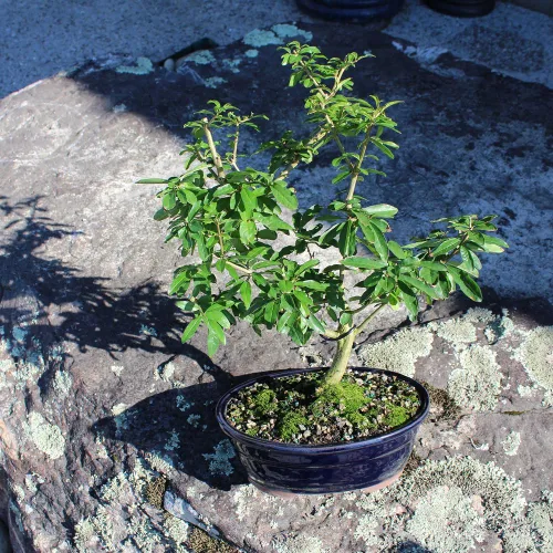 Miniatura 4 de Brussel's Bonsai Árbol bonsái de granada enana viva, grande, 6 años, de 12 a 16 pulgadas de alto, árbol bonsái vivo para exteriores con maceta