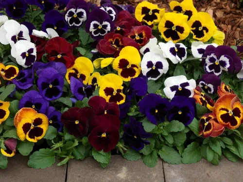 Miniatura 3 de Semillas Viola Swiss Mix (Nombre científico: Viola wittrockiana) Flores Perennes