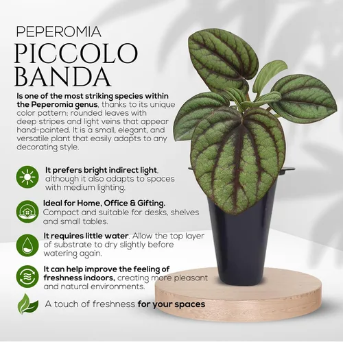 Miniatura 5 de Peperomia Plant Collection (paquete de 4) - Juego de variedades raras Sandía, escarcha, Eden Rosso y Piccolo Banda Plantas de interior fáciles