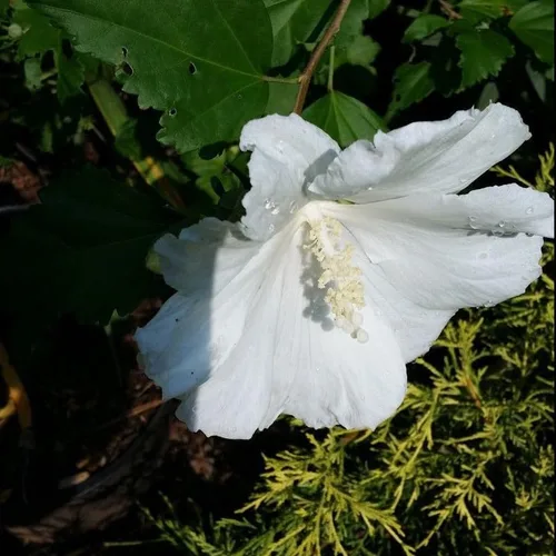 Miniatura 3 de 1 rosa blanca de Sharon plantas vivas para plantar, plantas de flores de hibisco Althea, plantas de hibisco siriaco viven en un recipiente de cuarto