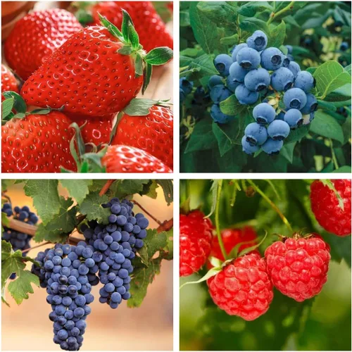 Más de 1000 semillas de frutas mixtas para plantar, fresa, frambuesa, arándano y uva, frutas frescas, empaquetadas individualmente