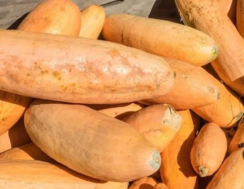 Semillas de calabaza de invierno de plátano rosa gigante, paquete de 25 semillas, sin OMG, una reliquia de polinización abierta que produce frutos