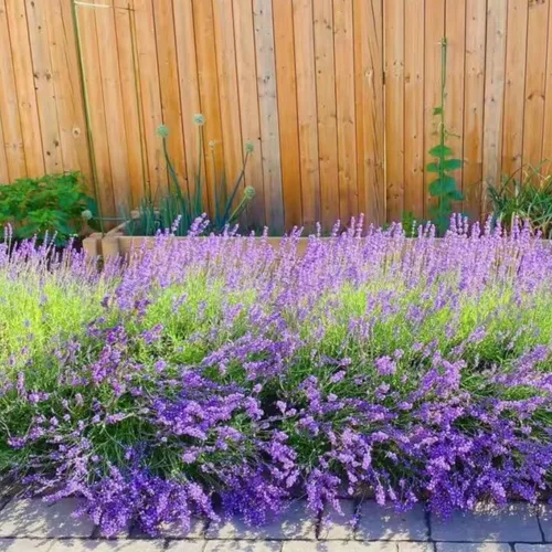 Miniatura 9 de ZEshops 1000 semillas de lavanda – Floraciones de reliquia fragantes sin OMG para plantar al aire libre, plantas perennes aptas para polinizadores