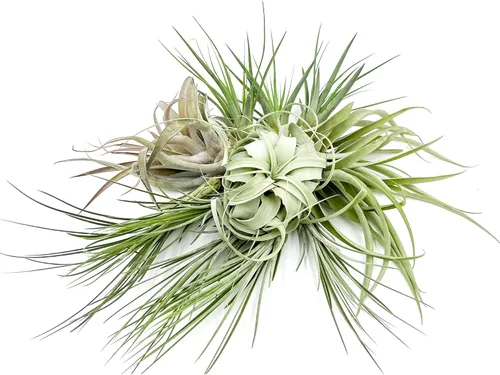 Miniatura 12 de ragnaroc Air Plants - Caja de Regalo Elsker - Grande 4" - 5ct - Llegada Viva Garantizada - Plantas de interior para decoración del hogar y regalo