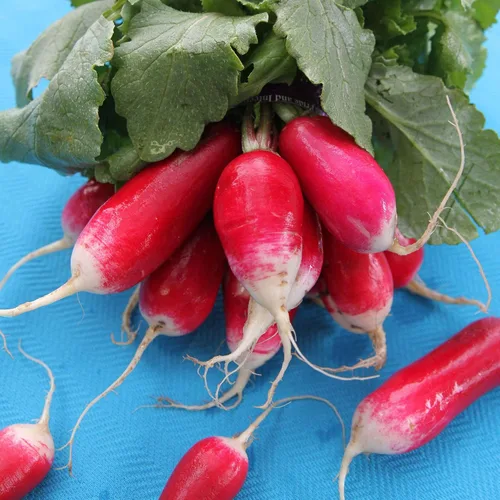Rábano francés orgánico para el desayuno – 1 onza ~ 2,675 semillas – sin OMG, polinizado abierto, reliquia, semillas de jardinería vegetal