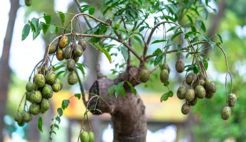 Miniatura 2 de Sweet Plum Bonsai Tree Seeds 10 semillas para cultivar como bonsái Prunus Americana - Enviados desde Iowa, EE. UU