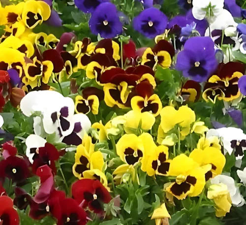 Swiss Giant - Mezcla de semillas de pensamiento – Flores grandes y vibrantes | 100 semillas sin OMG para plantar | Anuales resistentes al frío y