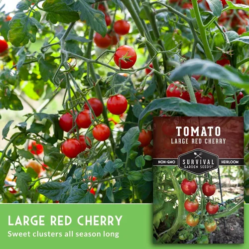 Miniatura 3 de Semillas de tomate cereza roja grandes para plantar, variedad de enredaderas indeterminadas tradicionales de alto rendimiento con fruta roja dulce