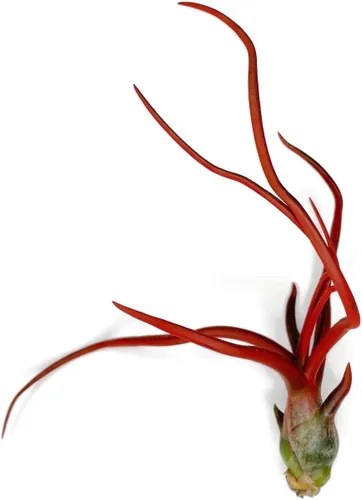 Planta de aire Bulbosa, planta de aire vivo de Guatemala Tillandsia, llegada saludable garantizada, gran planta de interior, decoración del hogar y