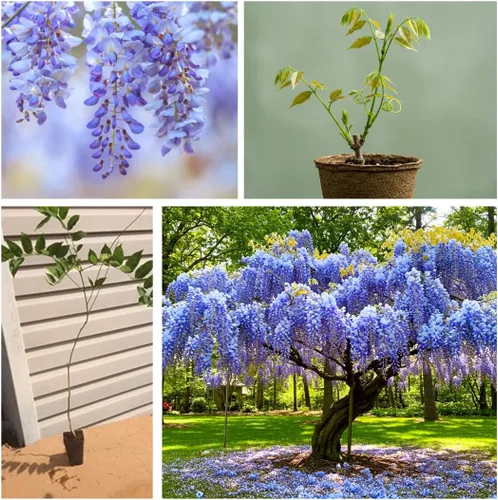 Miniatura 3 de 3 plántulas de árbol vivo Blue Moon Wisteria para plantar (3 plántulas)