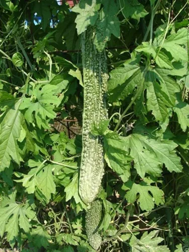 Miniatura 2 de Bitter Gourd Seeds,Japanese Long (Asian vegetable) Harvested young at 10-13" !(10 Seeds)