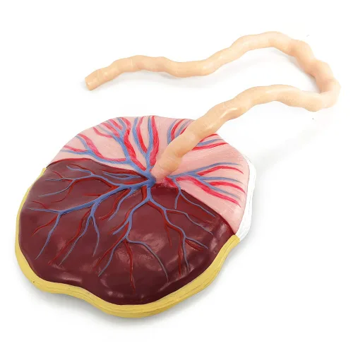 Miniatura 4 de Modelo anatómico del cordón umbilical de placenta, modelo de placenta del cordón umbilical de tamaño real con venas, estructura de tejido