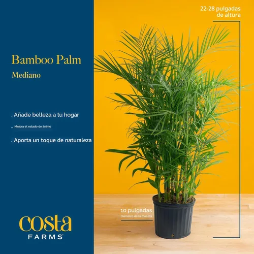 Miniatura 4 de Costa Farms Planta viva de palma de bambú en maceta decorativa, planta de interior grande purificadora de aire, perfecta para decoración del hogar