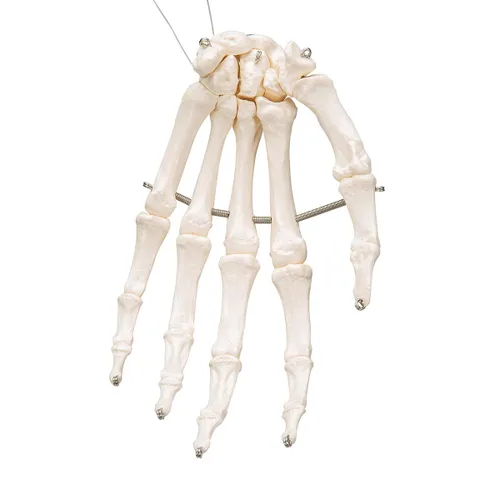 Miniatura 3 de 3B Scientific Esqueleto de mano A40 montado en alambre - 3B Smart Anatomy