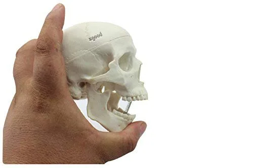 Miniatura 2 de Mini humano médico anatómico cabeza hueso cráneo hueso