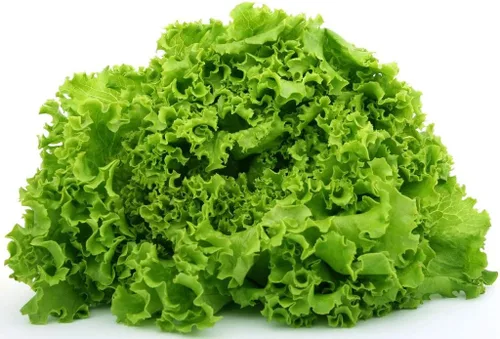 Miniatura 8 de Semillas de interior lechuga verde herencia vegetal para plantar semillas sin OMG 1000