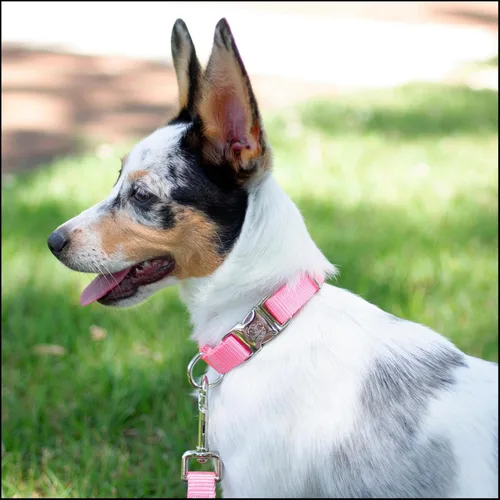 Miniatura 2 de Country Brook Petz – Collar de nailon premium para perro con hebilla de metal para razas pequeñas, medianas y grandes - Más de 10 colores cálidos