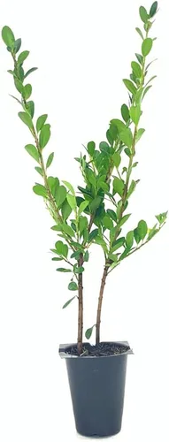 Miniatura 3 de Ilex Compacta Crenata Acebo Japonés 10 plantas vivas Arbusto de base perenne de bajo mantenimiento