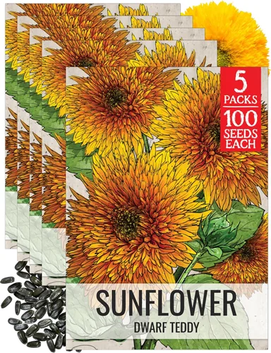 Miniatura 27 de Seed Needs Semillas de girasol para plantar girasoles de manchas solares enanas, semillas de flores de corte anual de polinización abierta