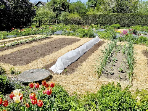 Miniatura 7 de Blue Mountain Hay - Pajita de jardín orgánica (5 libras) Mantillo de paja para jardines de camas elevadas, paisajismo de patio, plantaciones