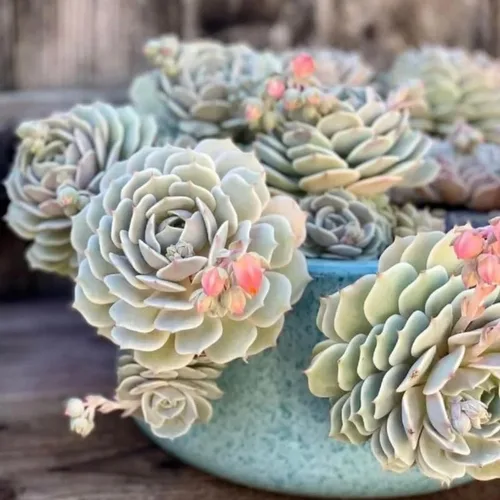 Echeveria Suculents Plantas vivas para plantar, suculentas de Echeveria vivas, plantas de Echeveria vivas, suculentas de Echeveria vivas, suculentas