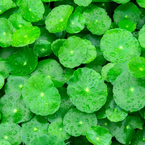 1100 Green Gotu Kola Seeds - Hat Rau Ma - Semilla de hoja grande Centella Asiática Vegetal Indian Pennywort | Sin OMG | Orgánico | Heirloom