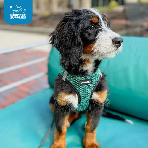 Miniatura 76 de Best Pet Supplies Voyager Step-in Air Arnés – Malla para todo clima, reflectante, arnés antitirones para perros y gatos, seguro con cierre de gancho