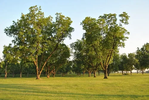 Miniatura 3 de 6 semillas de pacana para plantar - Carya illinoinensis
