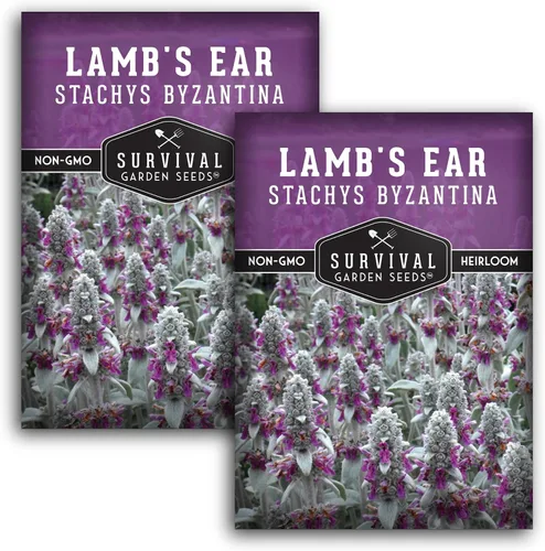 Miniatura 10 de Semillas de oreja de cordero para plantar, 1 paquete con instrucciones para plantar y cultivar plantas de orejas de cordero, betonía lanuda
