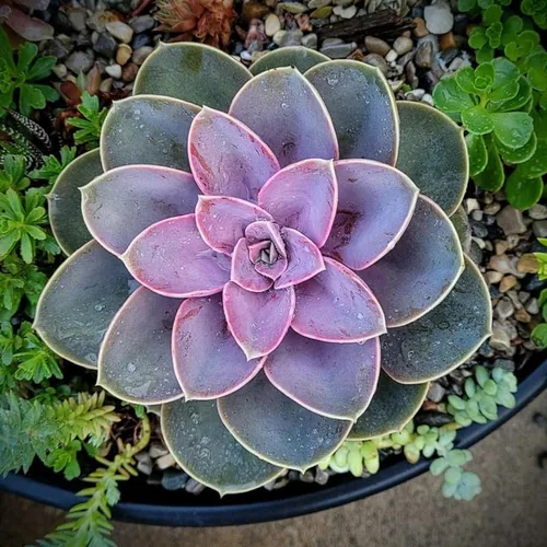 Miniatura 6 de Echeveria Suculents - Plantas vivas para cultivar, suculentas de Echeveria vivas, plantas de Echeveria vivas, suculentas de Echeveria viva, púrpura