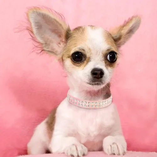 Miniatura 5 de Beirui Collar de perro con diamantes de imitación brillantes para perros pequeños y medianos y gatos, bonito collar de piel sintética con cristales