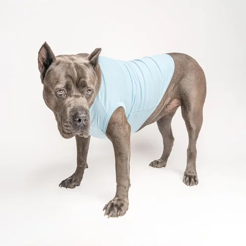 Miniatura 4 de Camiseta It's A Boy Dog Razas sin mangas Revelación de género Anuncio de bebé Niño o niña Azul claro, XS 422