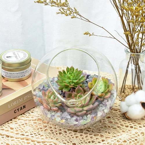 Miniatura 4 de Plantas suculentas (paquete de 12), suculentas vivas totalmente enraizadas en macetas de 2 pulgadas con tierra, plantas de casa únicas en maceta