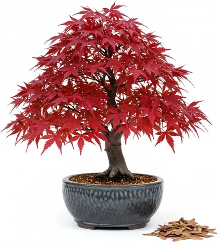 30 semillas de arce japonés rojo – Acer palmatum Atropurpureum – Bonsái premium o semillas de árbol de jardín