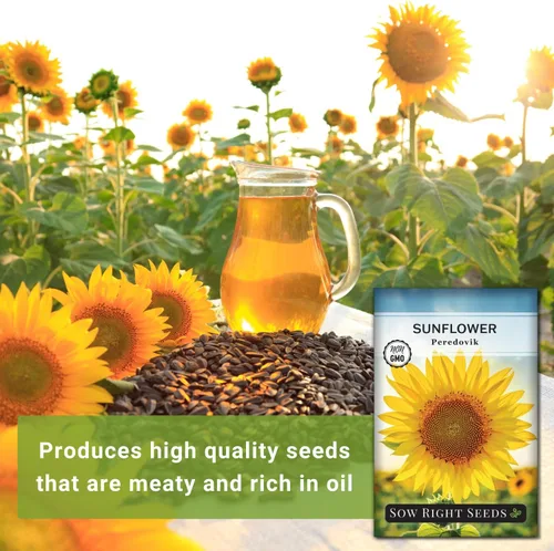 Miniatura 3 de Sow Right Seeds - Semillas de girasol Peredovik para plantar - Paquete de reliquia sin OMG con instrucciones para el cultivo - Flor solar negra rusa