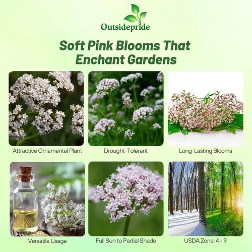 Miniatura 2 de Outsidepride Semillas de valeriana – 5000 piezas. Perenne, resistente, de bajo mantenimiento y fácil de cultivar, semillas de hierbas para plantar