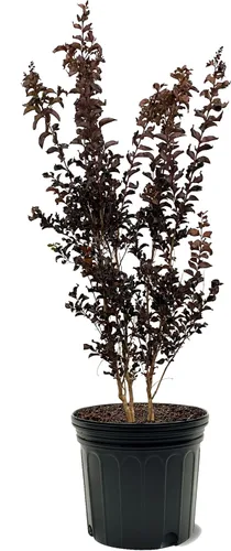 Miniatura 29 de American Plant Exchange Black Diamond Shell Pink Crape Myrtle Tree Live, maceta de 1 galón, 1-1.5 pies de alto, flores rosas vibrantes, tolerantes a