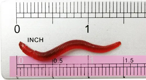Miniatura 2 de 1.6in/3.3/3.9in Señuelo Suave de Pesca Lombriz de Trucha Lombriz de Tierra Cebo de Vida Falso Gusano de Sangre Gusano Babosa Señuelo Suave de Pesca