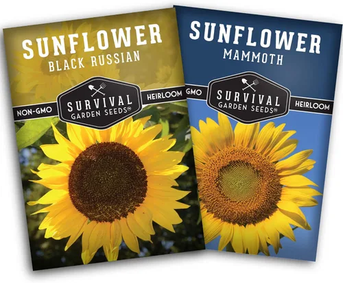 Colección de semillas de girasol comestibles para plantar | 2 variedades de flores gigantes – Mamut & Black Russian – Heirloom GMO – Survival Garden