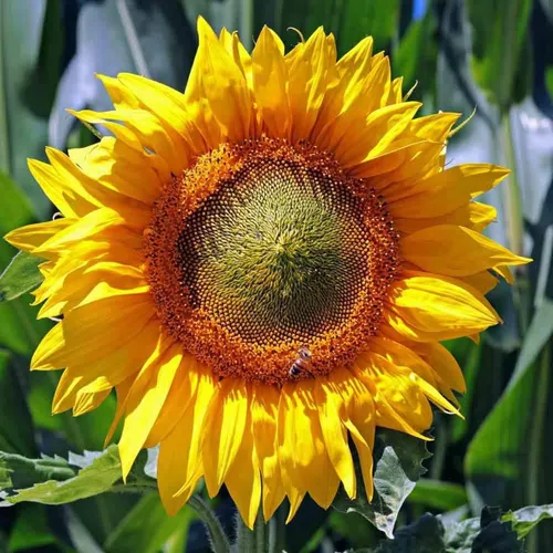 Miniatura 6 de Mezcla de semillas de girasol de reliquia de color rosa, morado, rojo, amarillo, mezcla de variedades enanas gigantes, 100