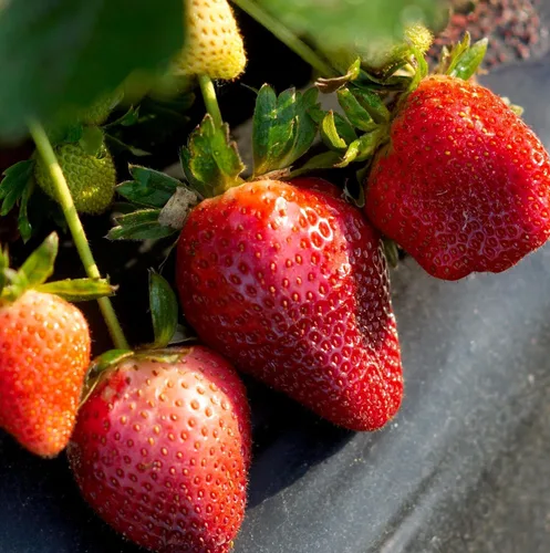 Miniatura 3 de Más de 1000 semillas de frutas mixtas para plantar, fresa, frambuesa, arándano y uva, frutas frescas, empaquetadas individualmente