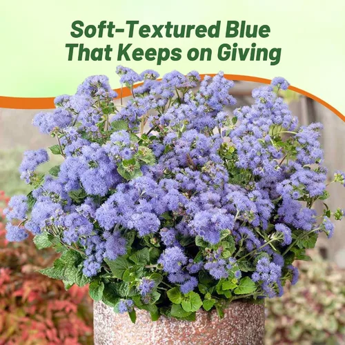 Miniatura 5 de Outsidepride Blue Ageratum Seeds - 5000 semillas anuales de flores para plantar con flores vibrantes y peludas, fáciles de cultivar y tolerantes a