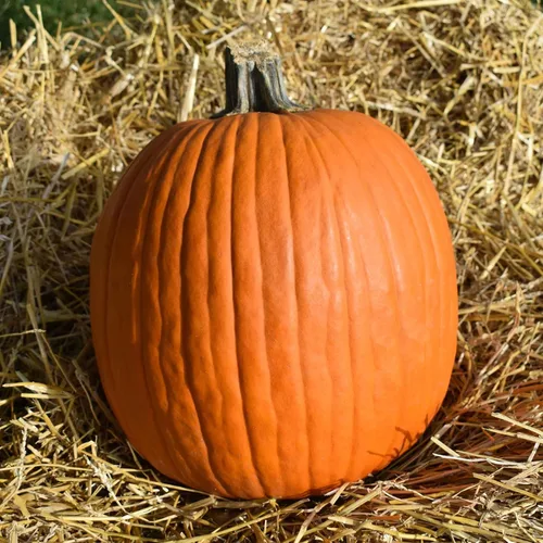 Miniatura 18 de Eden Brothers Semillas de calabaza – Semillas gigantes sin OMG del Atlántico para plantar, paquete Semillas vegetales de alto rendimiento y rápido